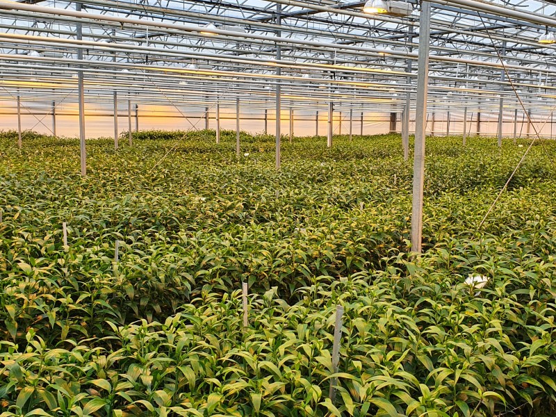 Zuidelijk halfrond proeven oogst 2020 voltooid