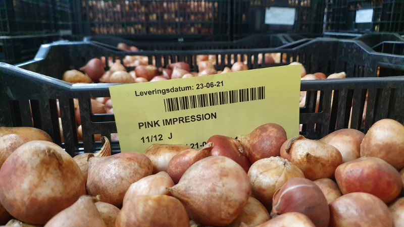 Tulpen- en zomerbollenseizoen gestart￼