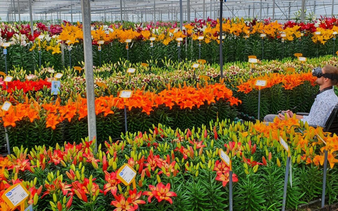 Lelieproeven van Onings bloeien 24/7